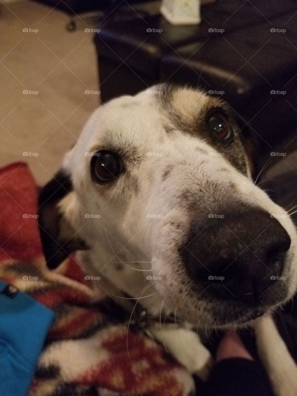 Cold Nose to the Camera