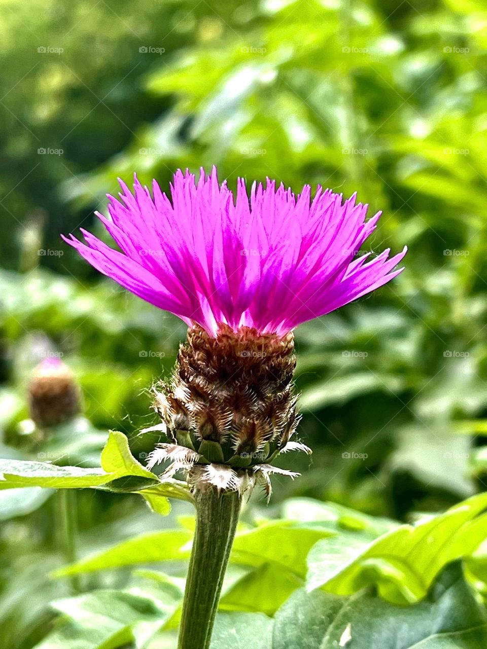 Псефеллюс подбелённый — травянистое растение, вид рода Псефеллюс, семейства Астровые. 