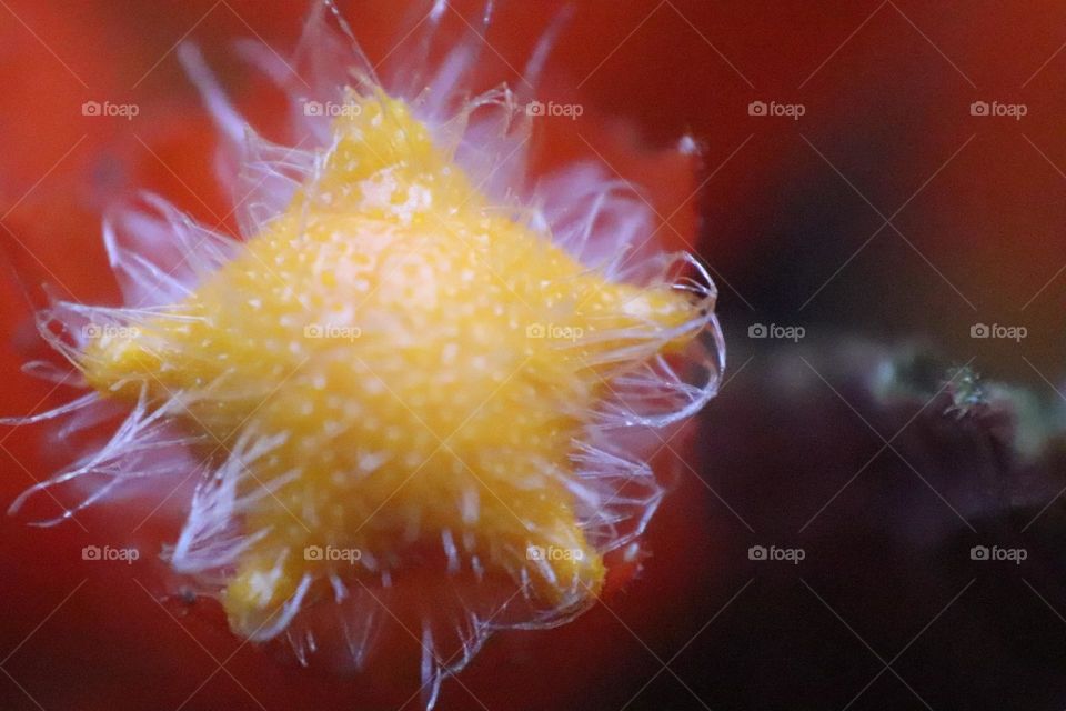 the pistil of the episcia flower