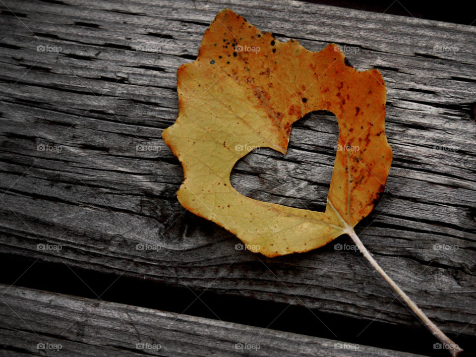 листочек, листва, Настроение, листки, листья, листок