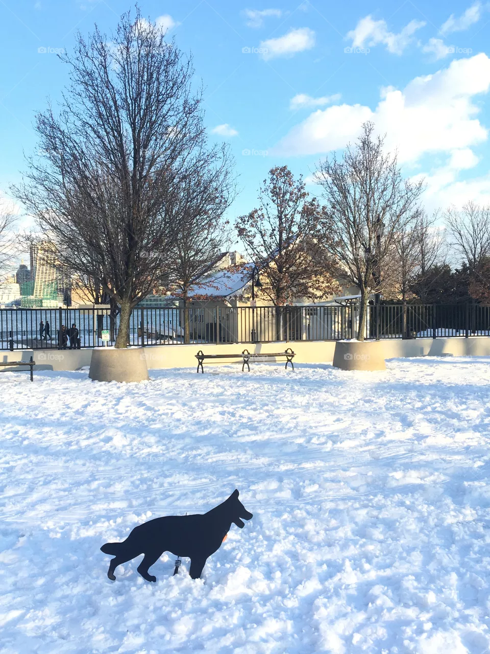 Dog in snowy field