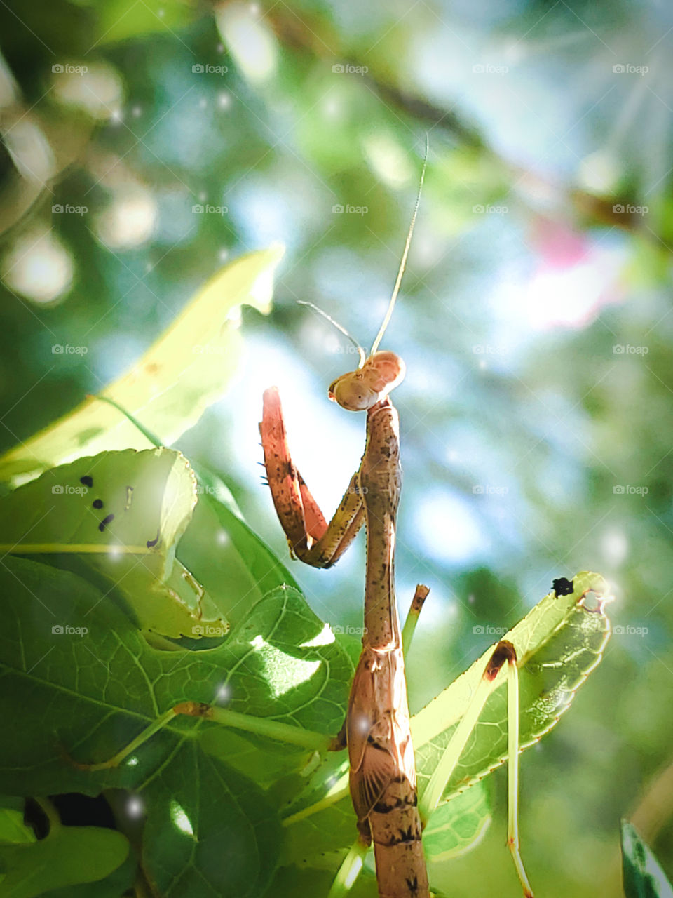 The life of a praying mantis standing tall and illuminated .