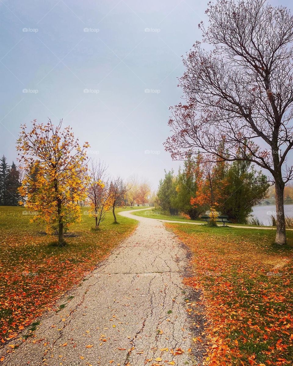 Foggy autumn morning in the park 