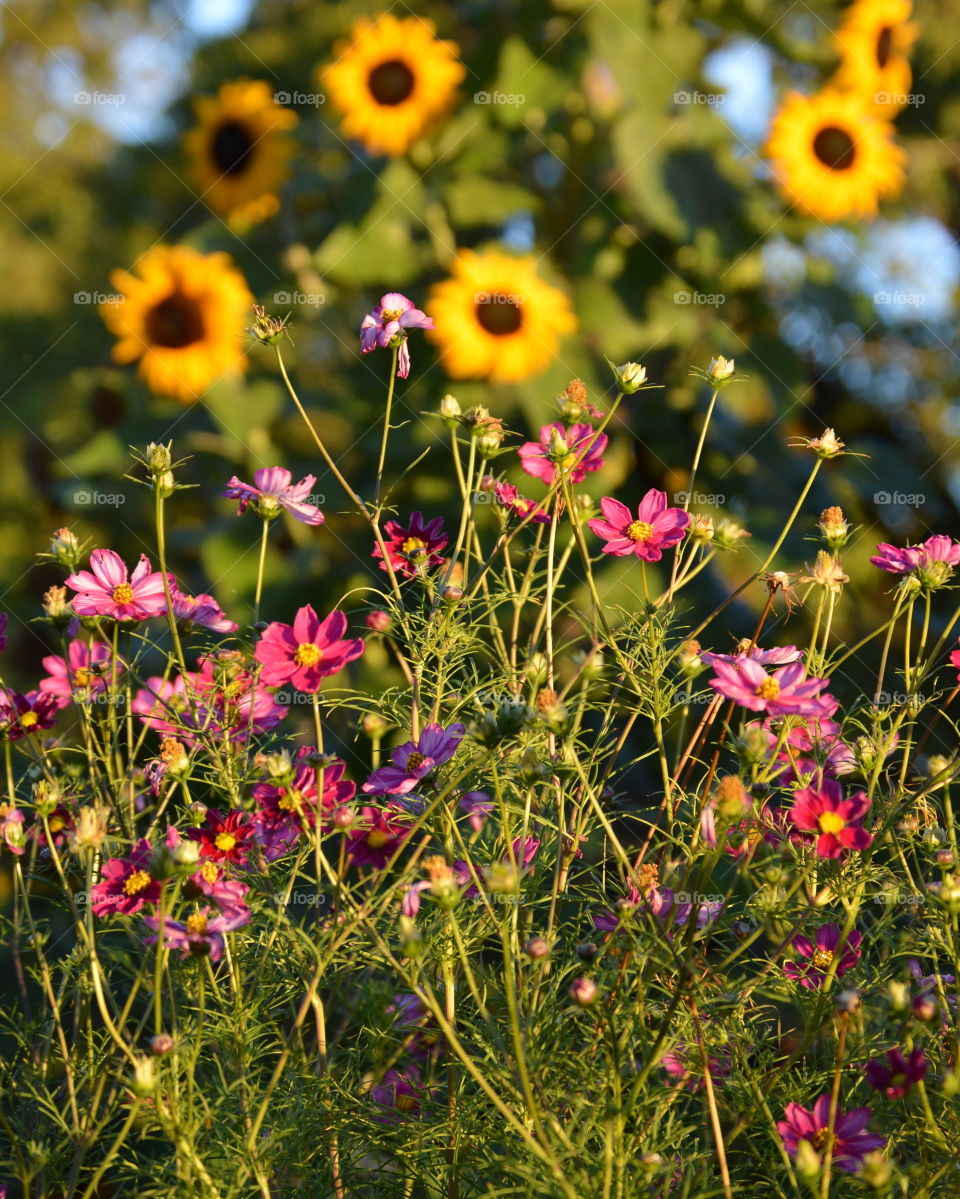 Flowers. Sister in laws garden