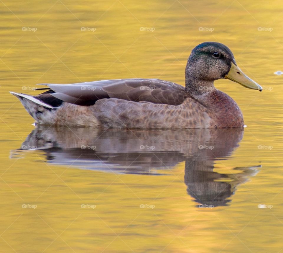 Duck on the river 