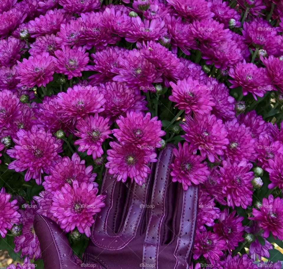 Deep violet mums 