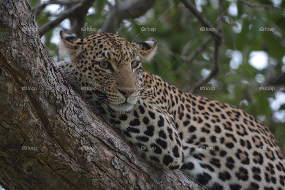 Leopard resting in a tree 