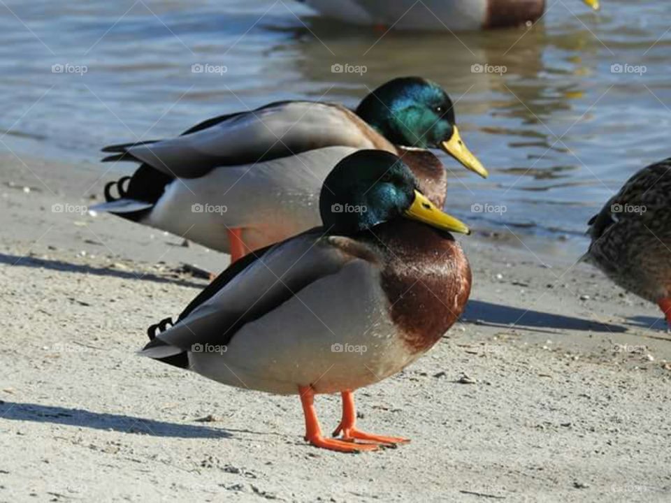animal duck