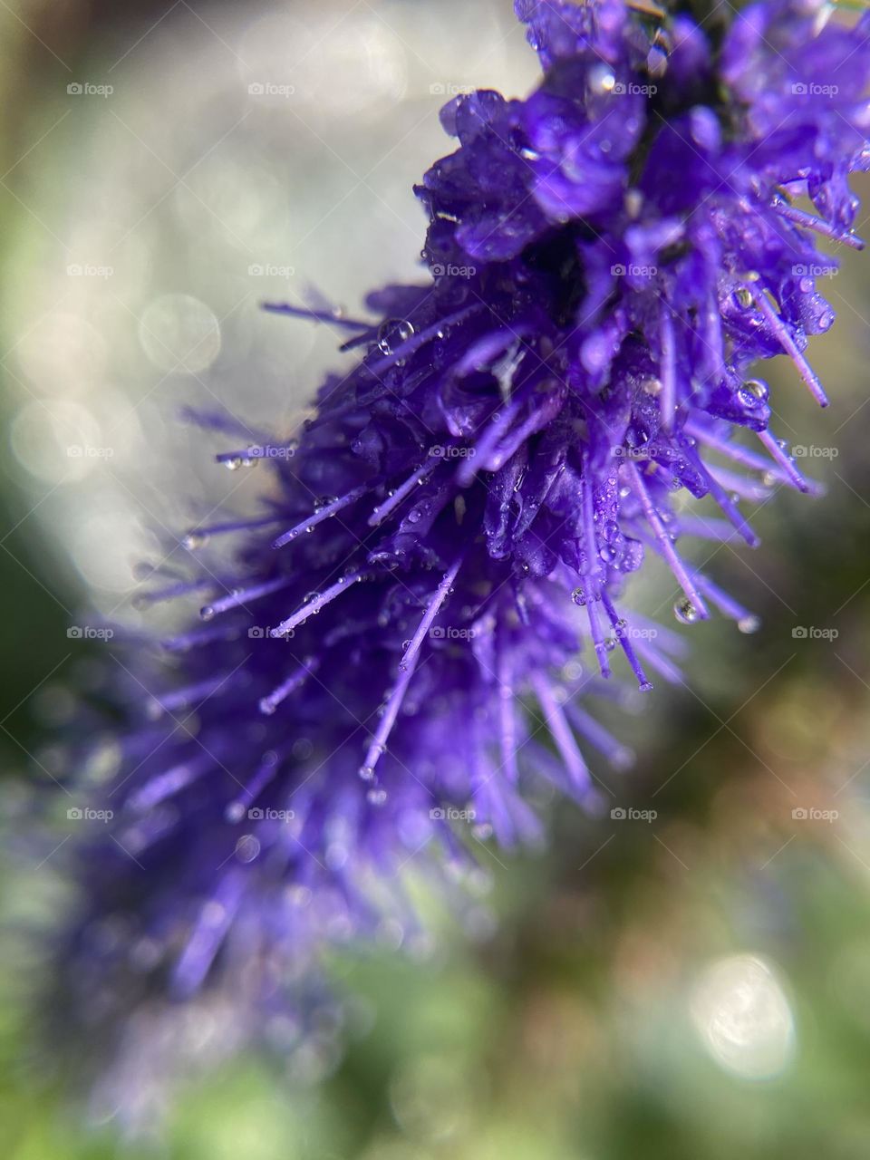 Macro purple flower with dew drops