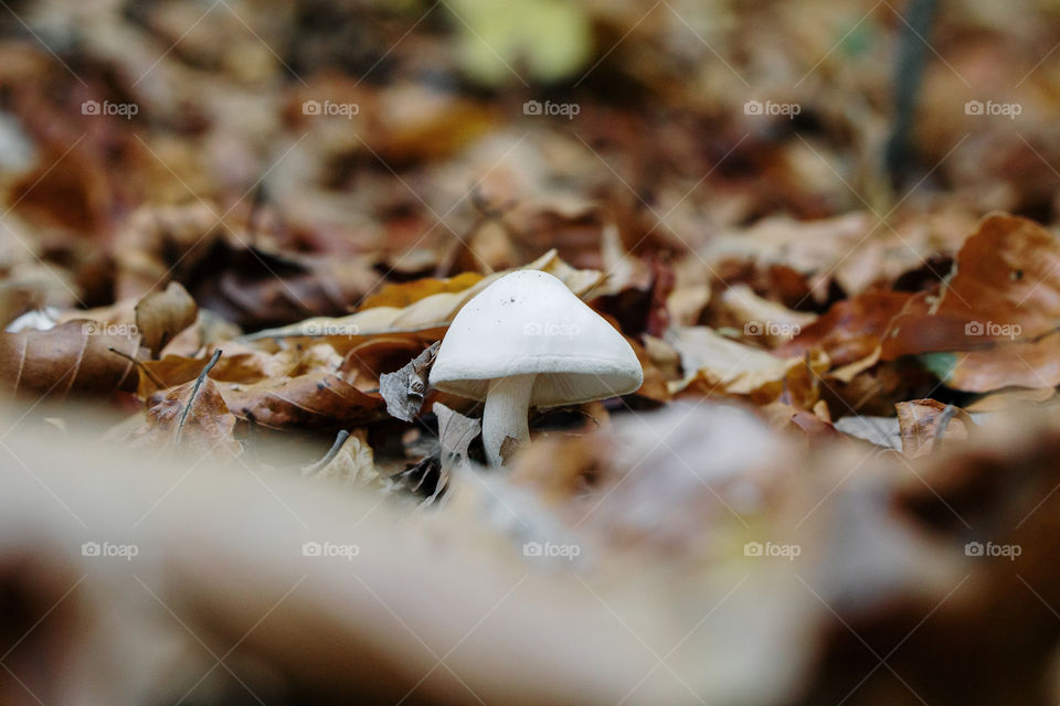 Lonely mushroom on the forest leaves