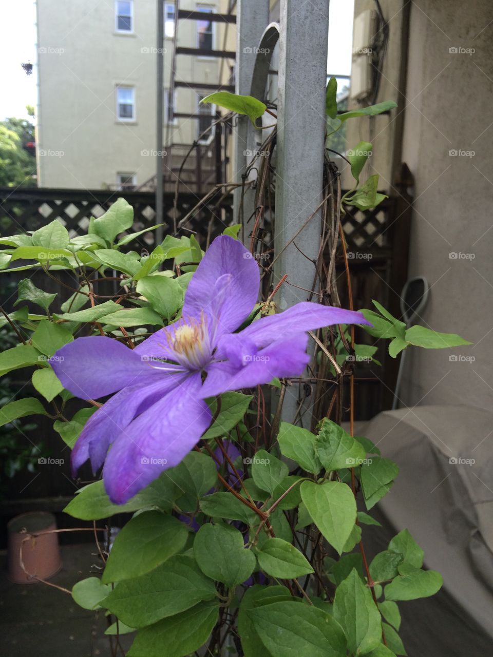 Clematis flower in urban garden