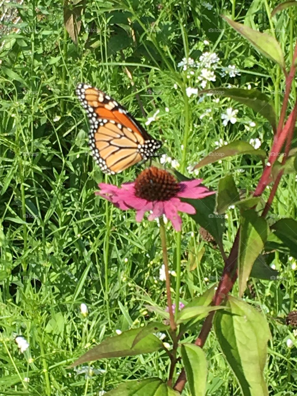 Monarch butterfly on a cone flower