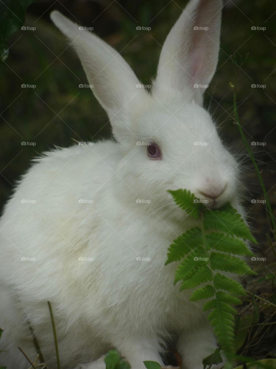 Beautiful baby rabbit