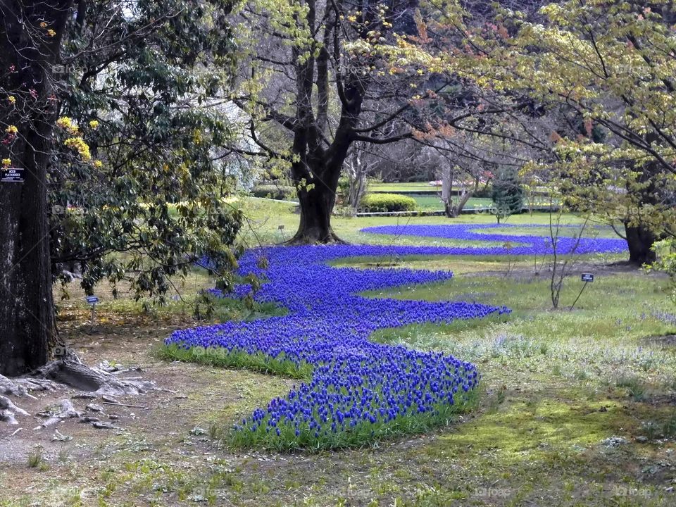 Park Blue Pearl Flower Scenic
