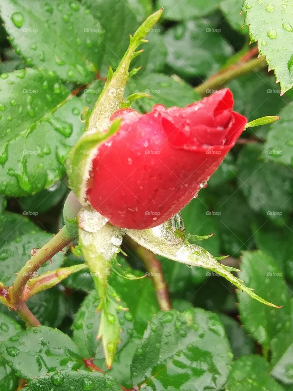 wet rose bud