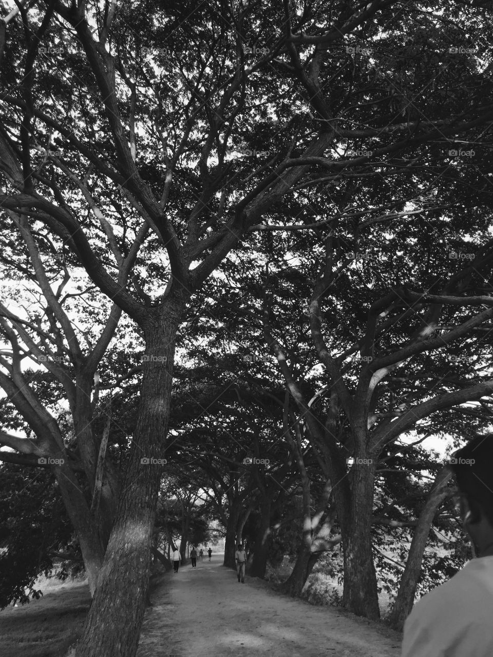 Black and white speaks the future of trees