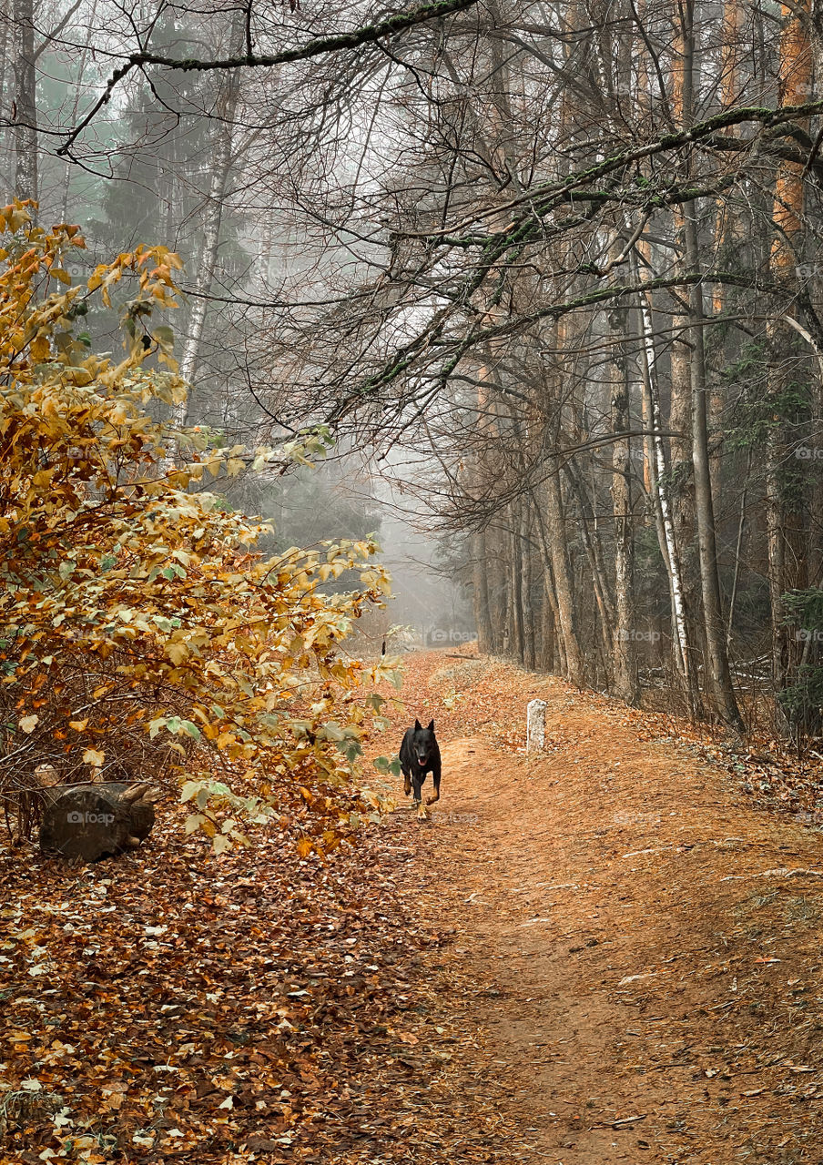 Walking with German shepherd dog in autumn forest 