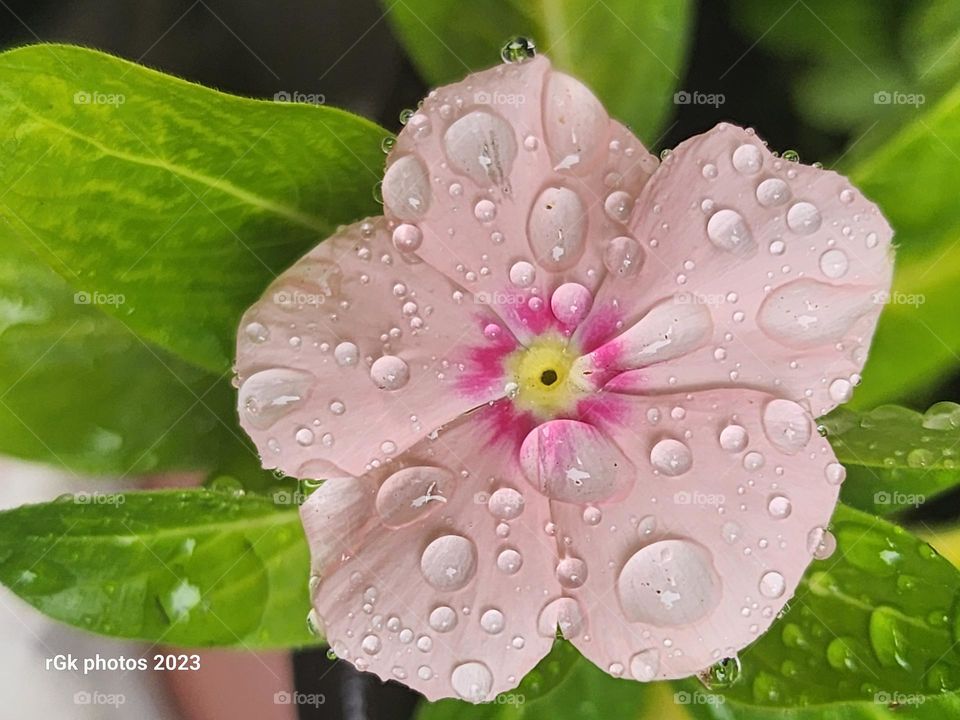 rain drops on my petal