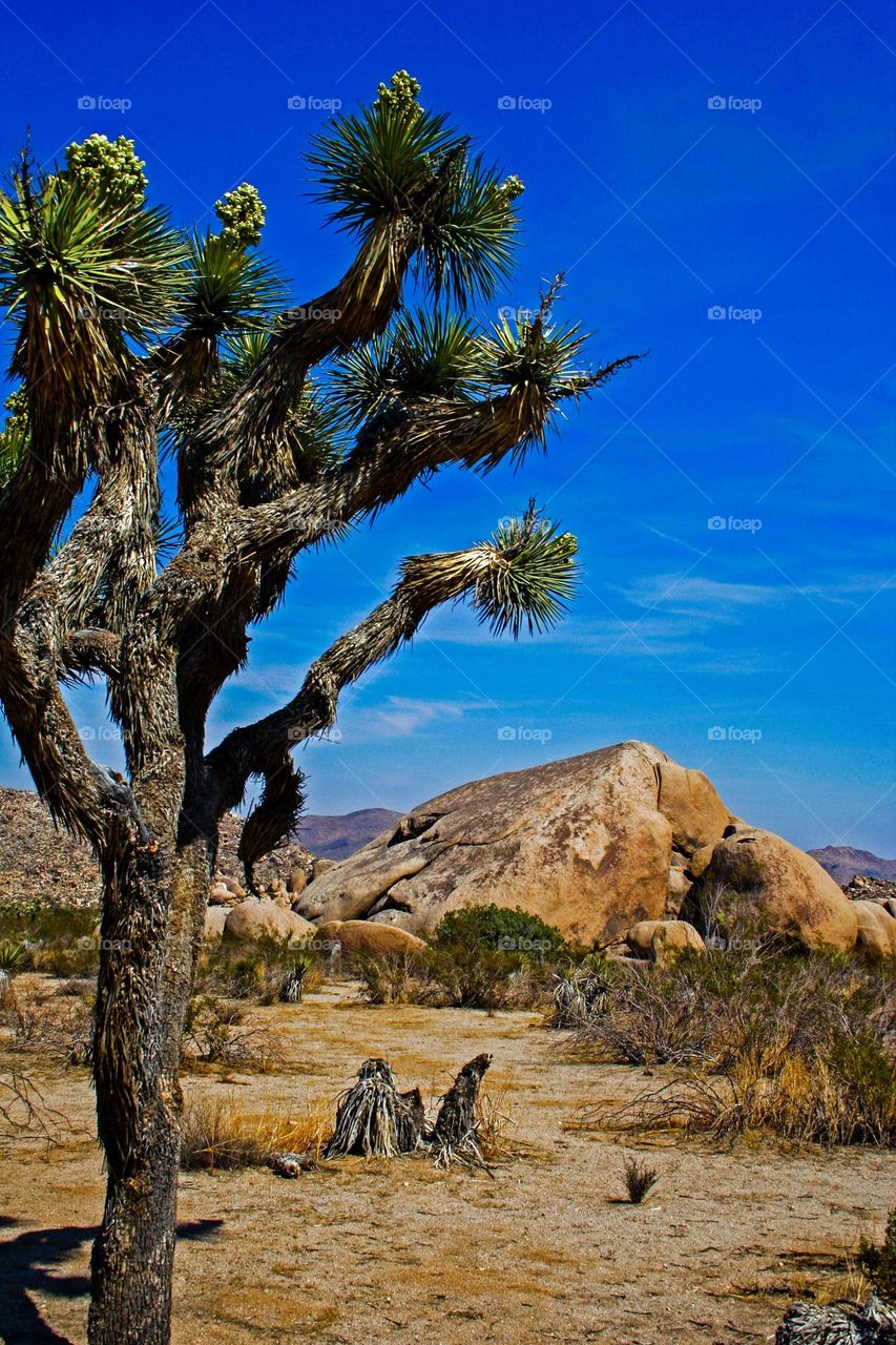 Joshua Tree National Park California, beautiful solitary Joshua tree in front of a rock formation in the desert 