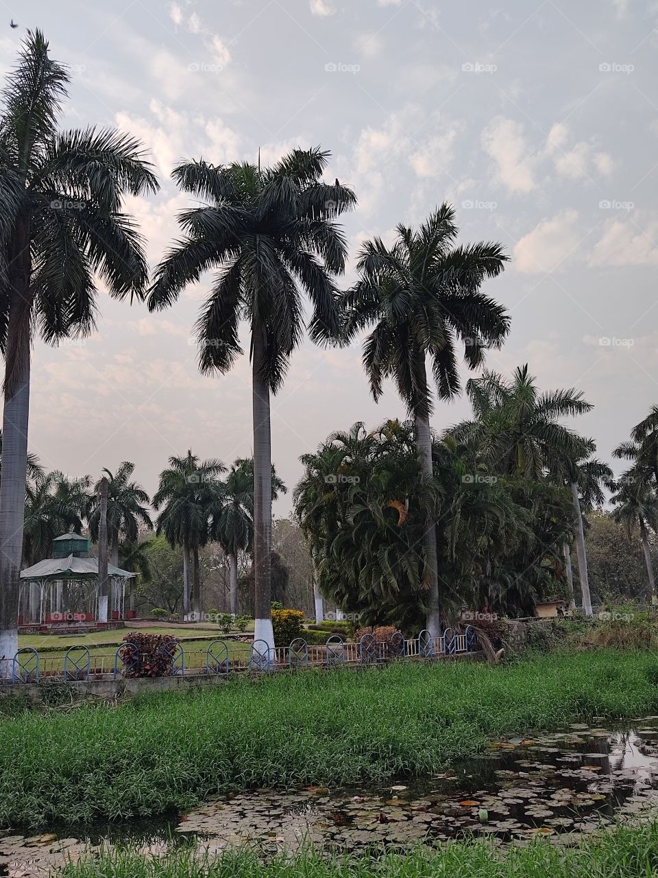 Beautiful trees🌴🌴🌴🌴🌴🌴🌴 and evening view 🌅