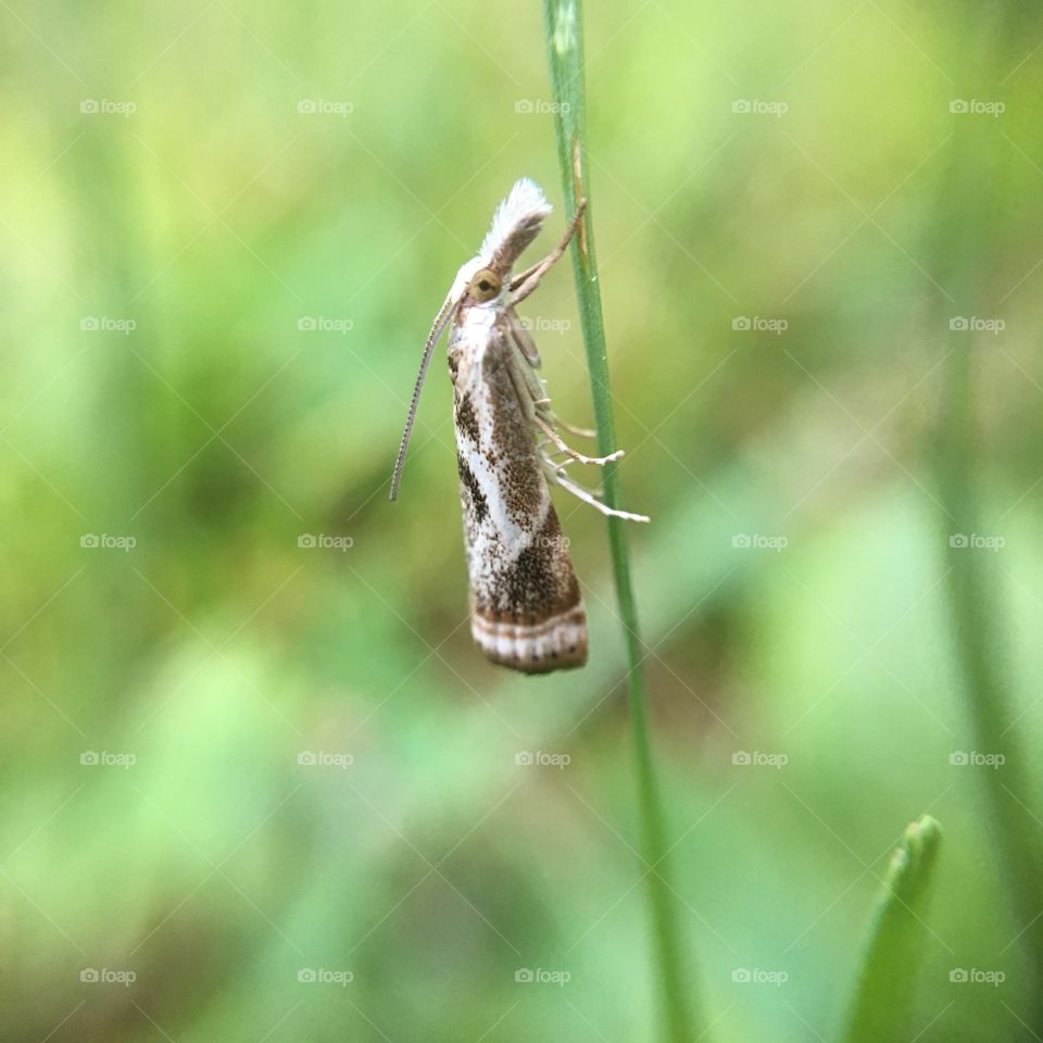 Tiny butterfly in grass