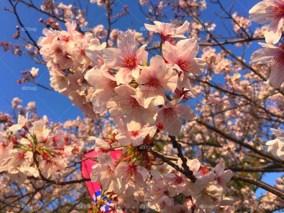 Sasebo cherry blossoms 