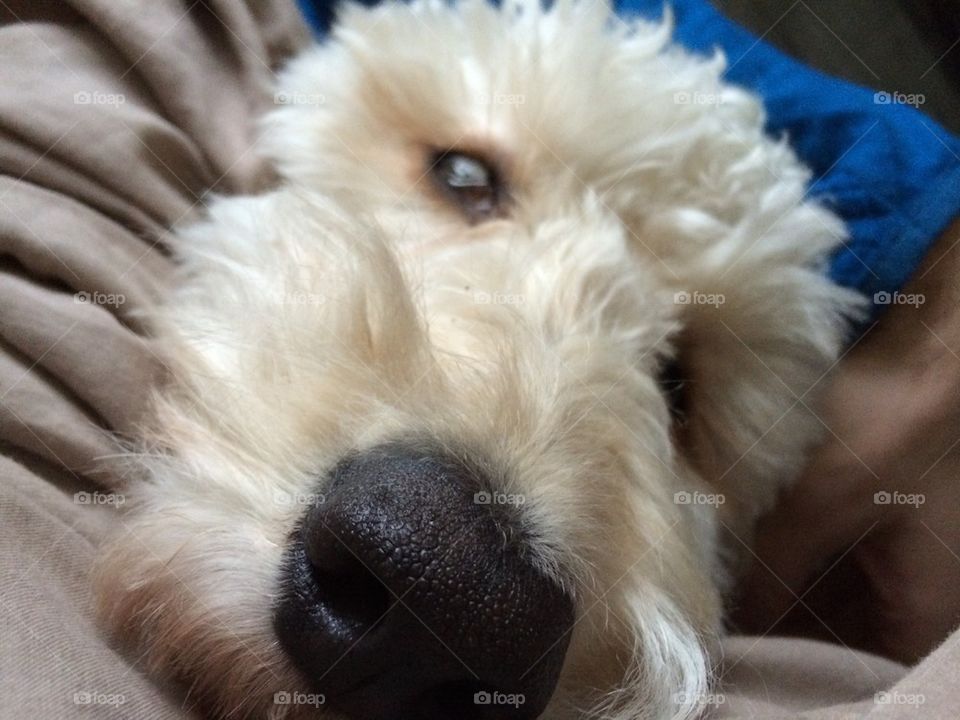 Golden doodle