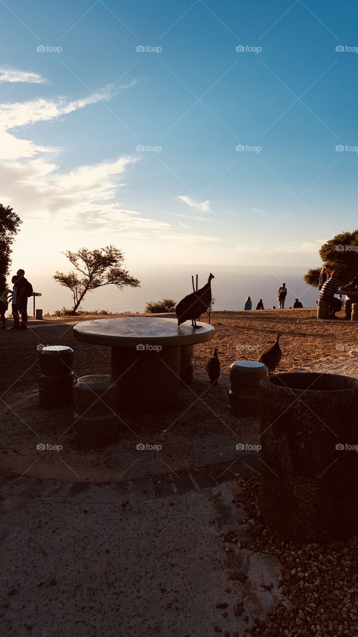 Guineafowl on Signal hill, Cape Town 