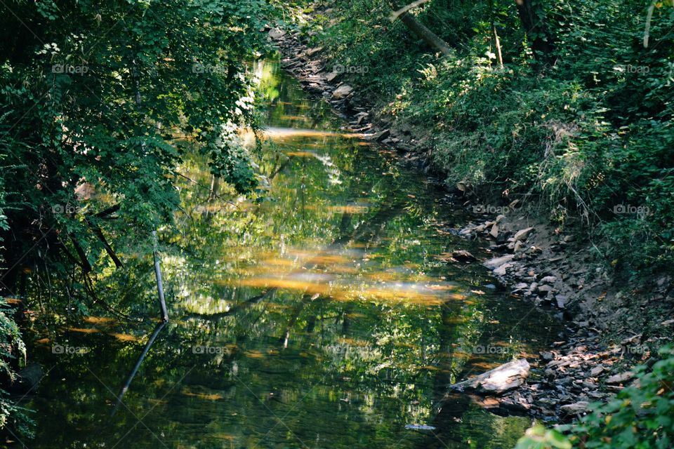 Water, Wood, Nature, Tree, No Person