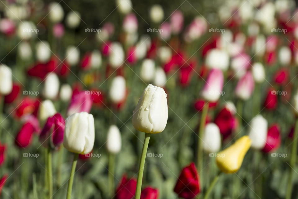 white,  red and yellow tulips.  multicolored spring concept
