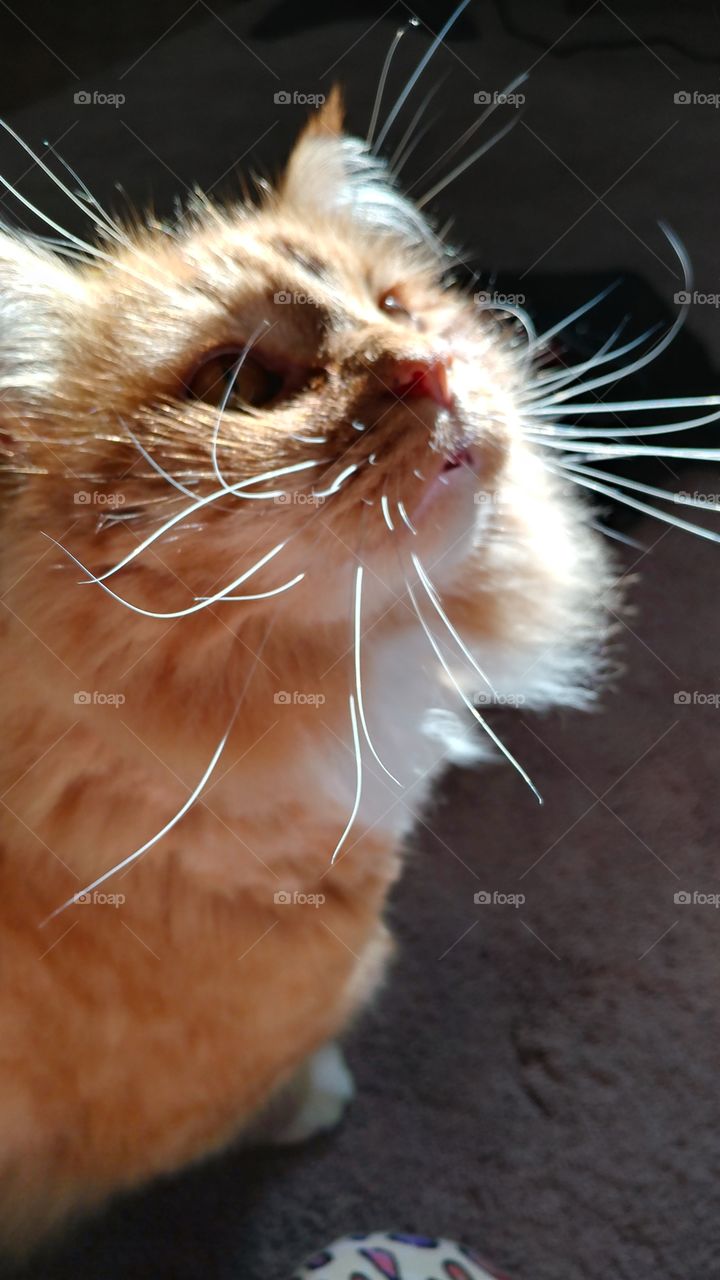 close up whiskers