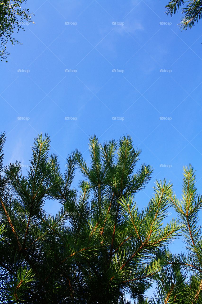 Pine branches