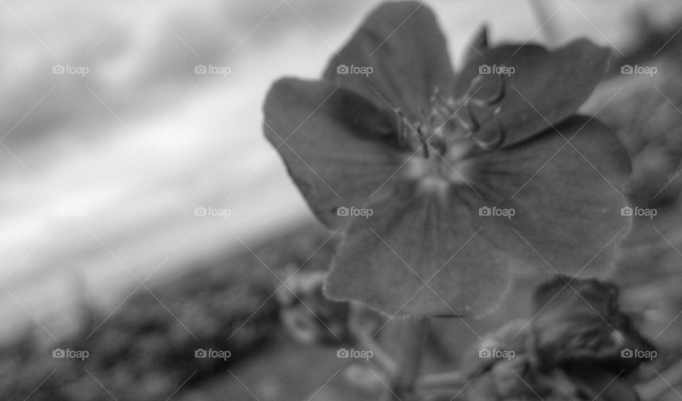 bnw flower