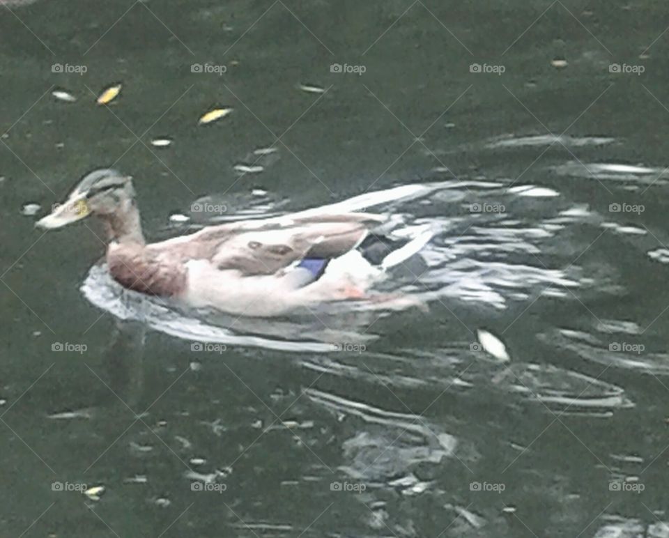 Swimming duck. London, UK...