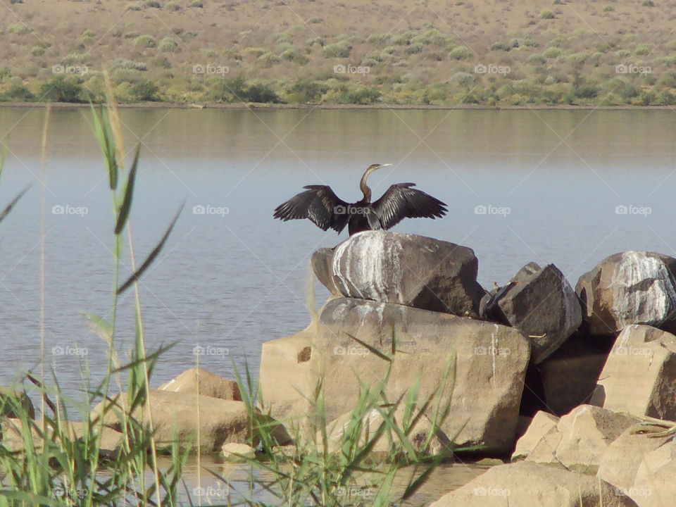 Waterbird on rock in dam with water in bakground