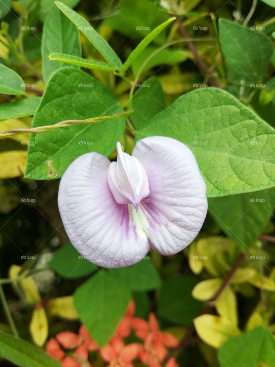 lone Star in a sea of green