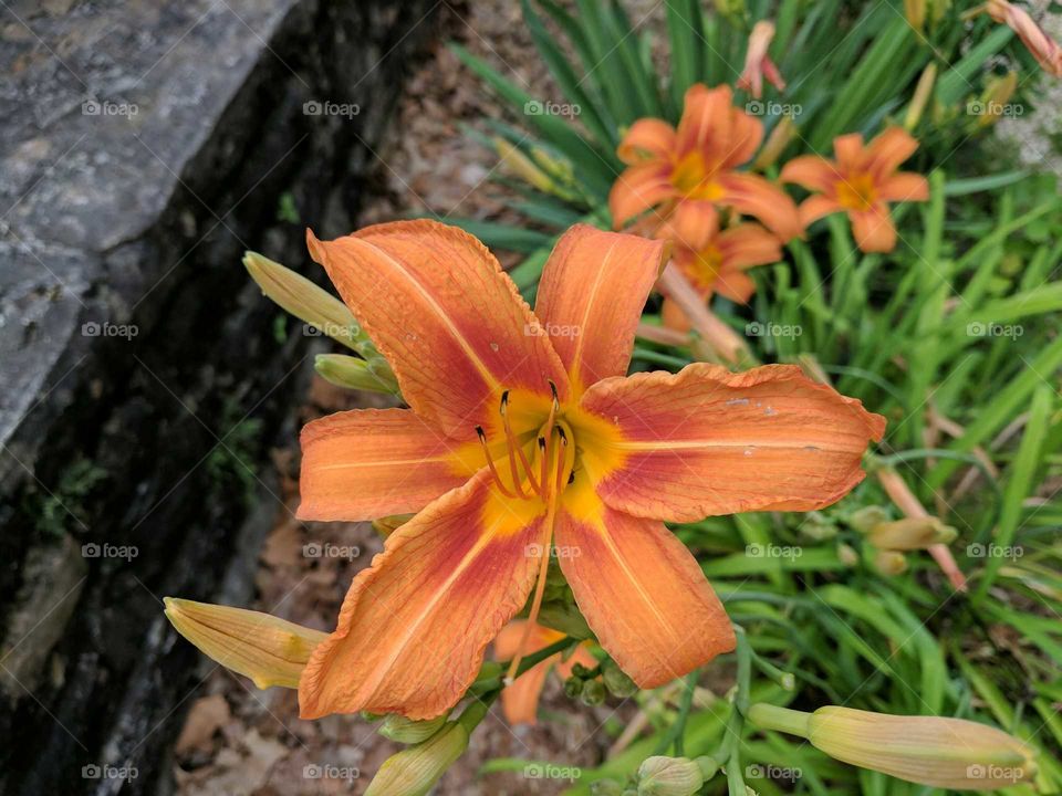 Tiger lily