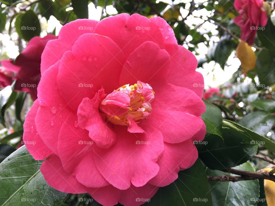 Close-up of pink camellia flower