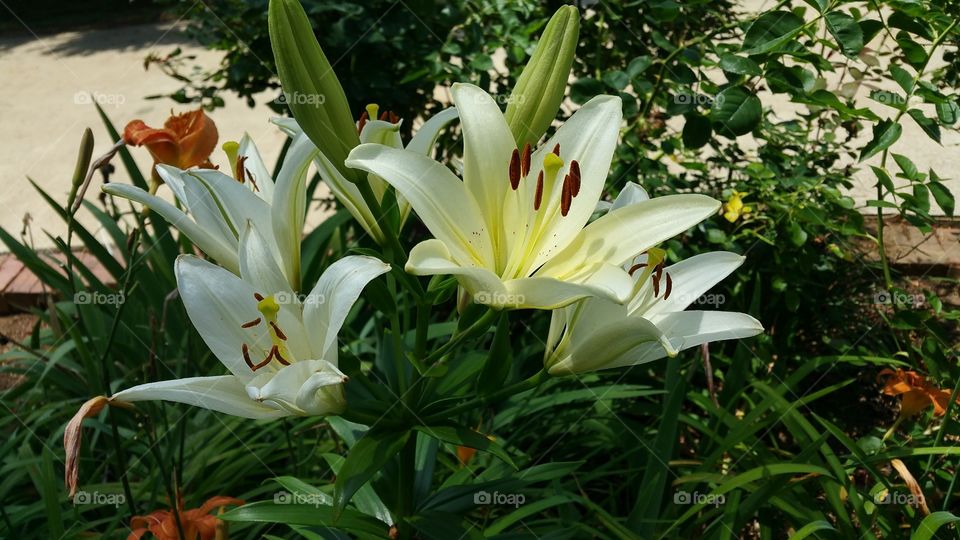 Nature, Flower, Flora, Leaf, Summer