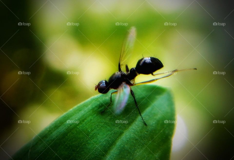 🐜 ant