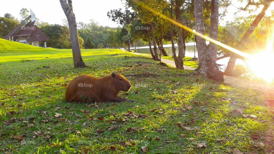 Capybara lying on grass with sunshine
