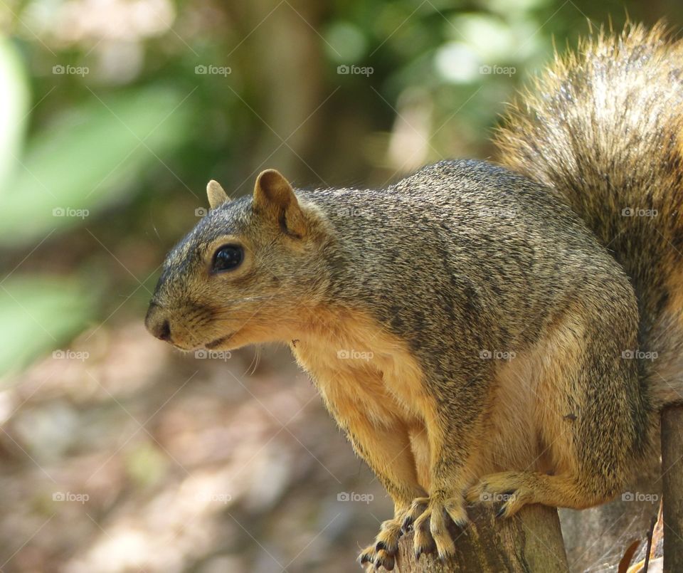 Squirrel on a pedestal 