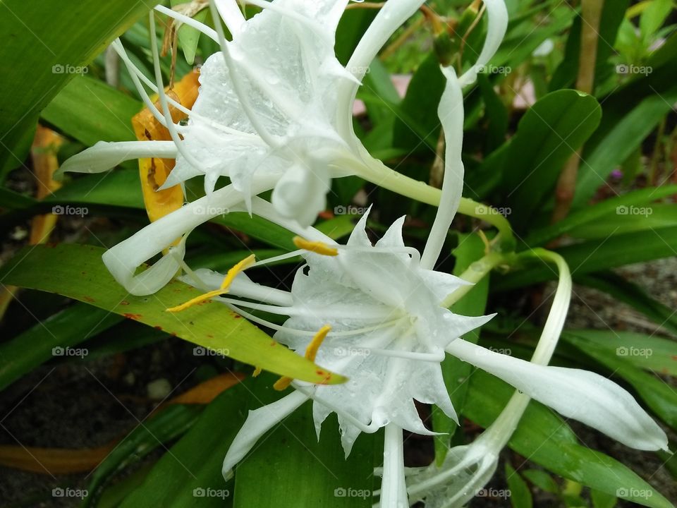 White flowers 3