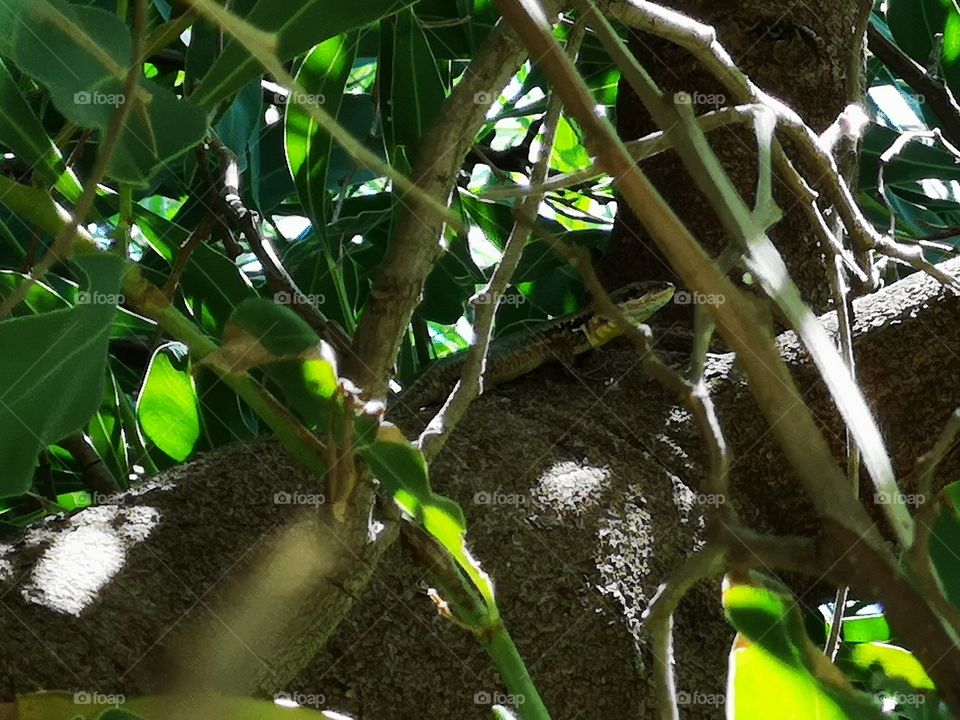 Lizard in twigs