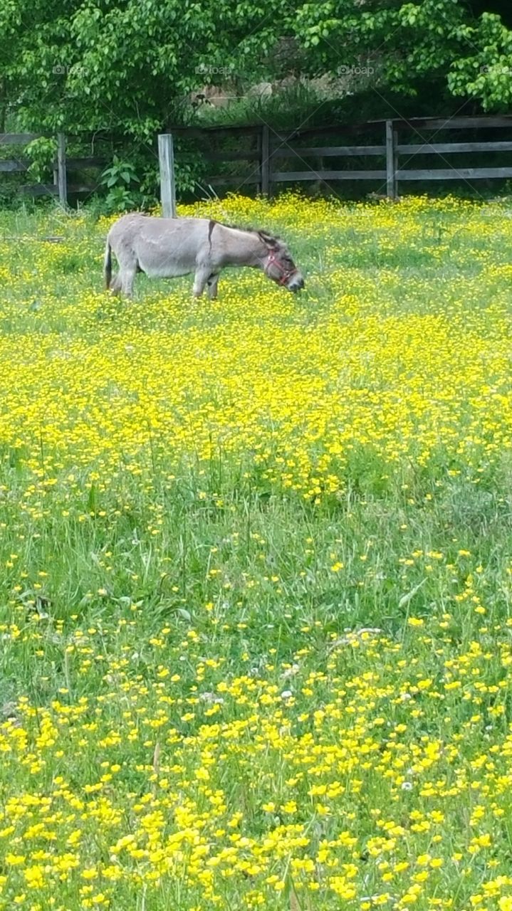 Donkey in the Buttercups. Our little neighbor friend.
