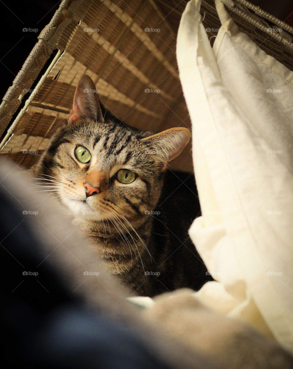 cat in a laundry basket