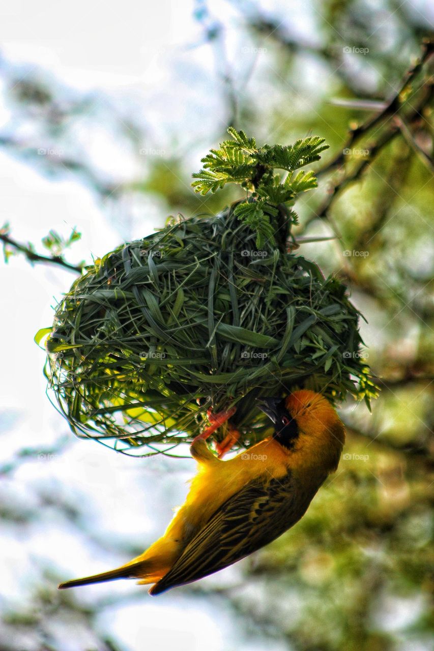 yellow finch building a nest