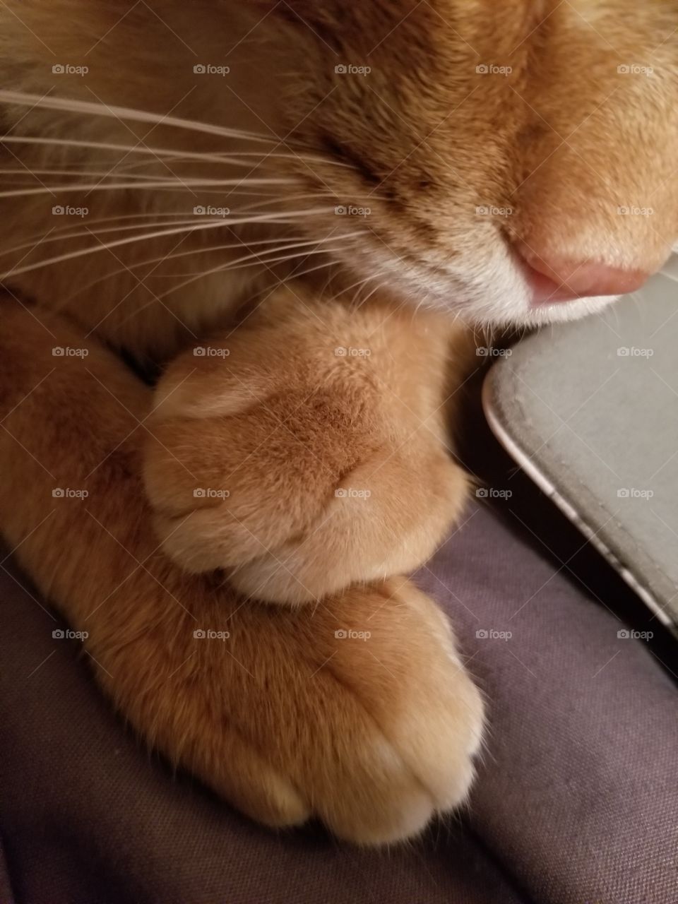 he paws