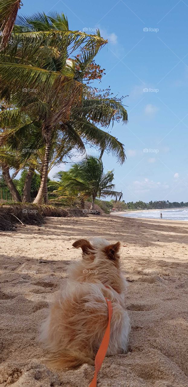 Cachorro na praia