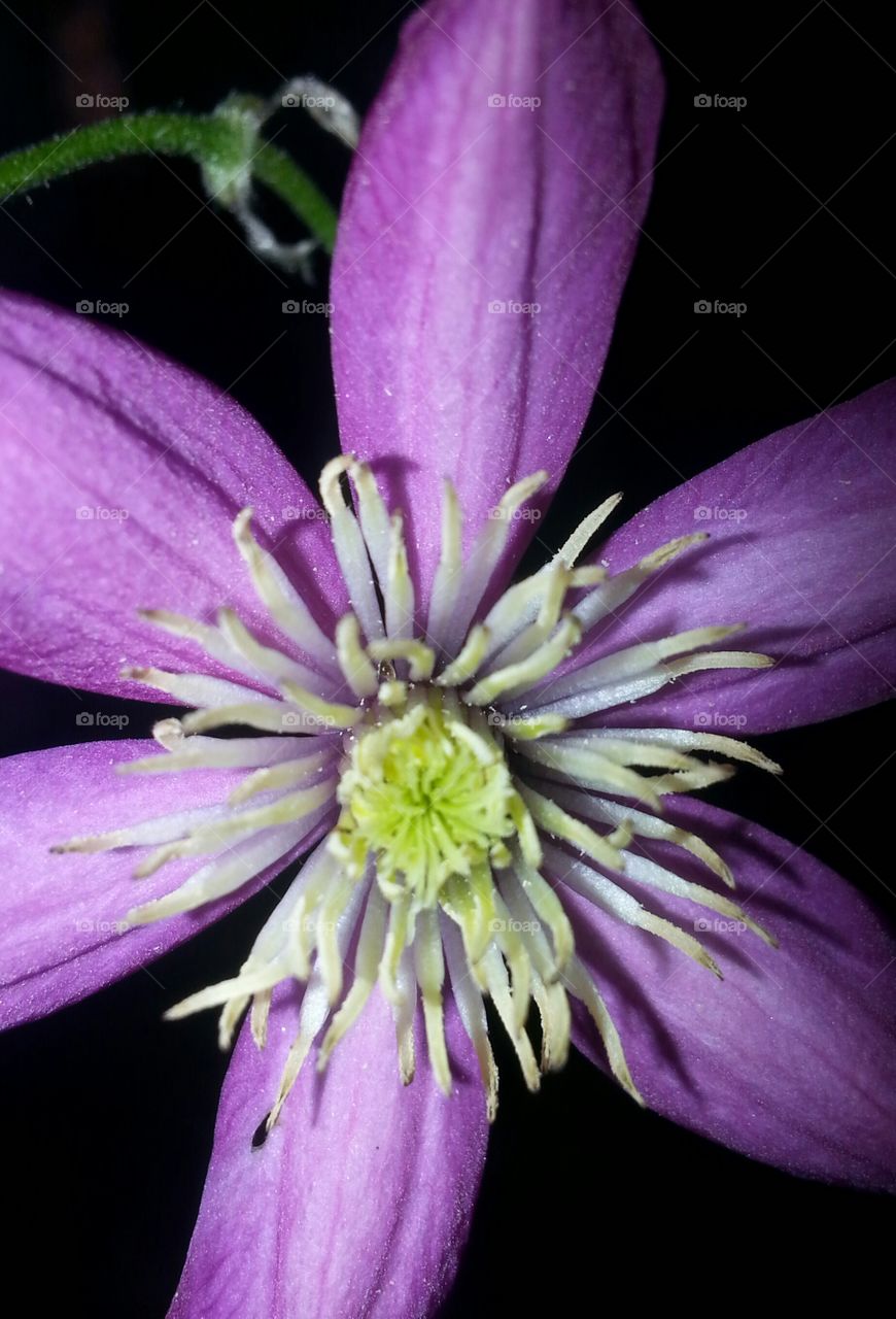 Clematis